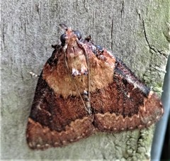 Omphalocera munroei