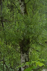 Salix eleagnos