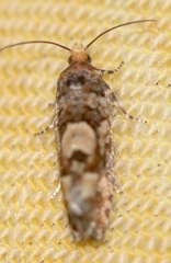 Eucopina tocullionana