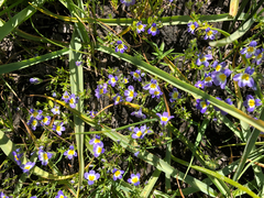 Porterella carnosula