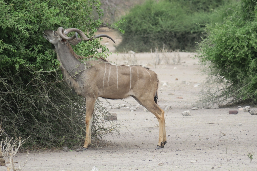 Tragelaphus strepsiceros strepsiceros, Chobe, Botswana, by Sascha Schumann