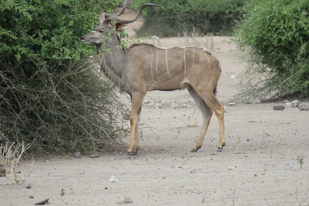 Tragelaphus strepsiceros strepsiceros, Chobe, Botswana, by Sascha Schumann