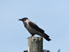 Corvus cornix
