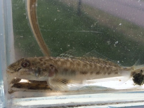 Monkey Goby, De Fryske Marren, Nederland, photo 8 of 10