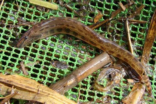 Spined Loach, Heemskerk, Nederland, photo 7 of 10