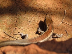 Flinders Ranges Rock-Skink photo 3