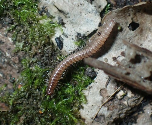 Anamastigona pulchella