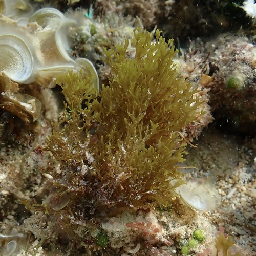Dictyota acutiloba observed 2024-11-02