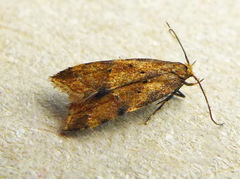 Brachmia blandella