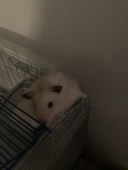 Mesocricetus auratus