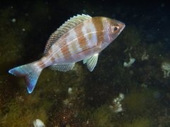 Spondyliosoma cantharus