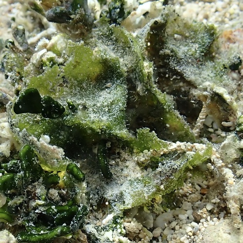 Microdictyon setchellianum observed 2024-11-02