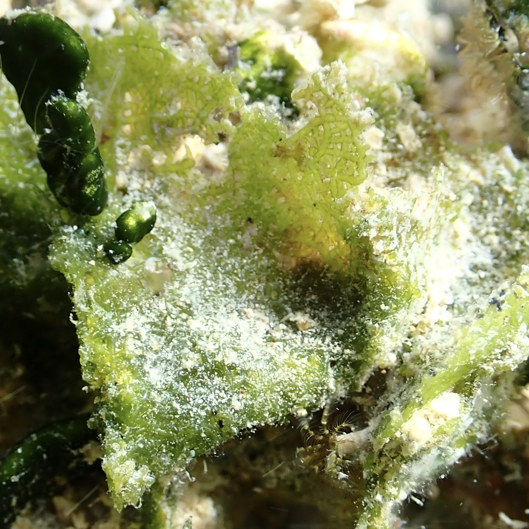 Microdictyon setchellianum
