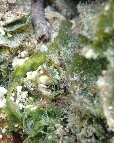 Microdictyon setchellianum observed 2024-11-02