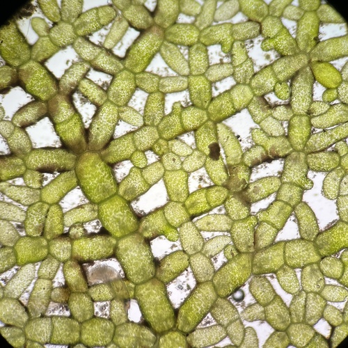 Representative image of Microdictyon