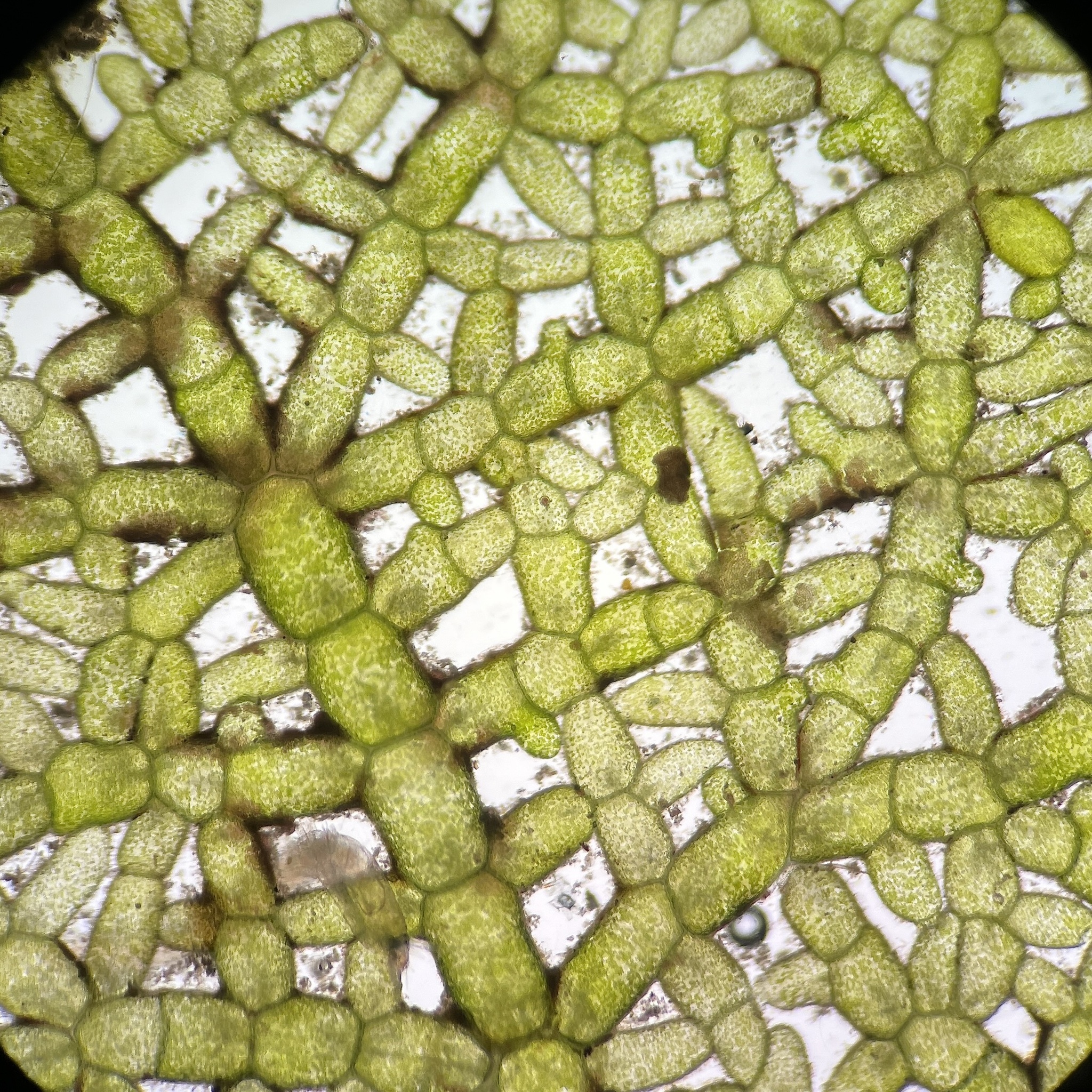 Microdictyon