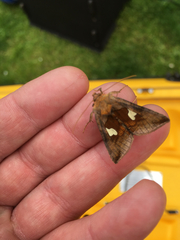 Autographa bractea