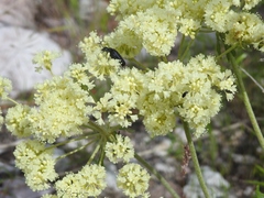 Oligogonum