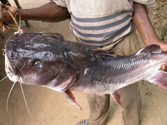 Kokuni photo 1