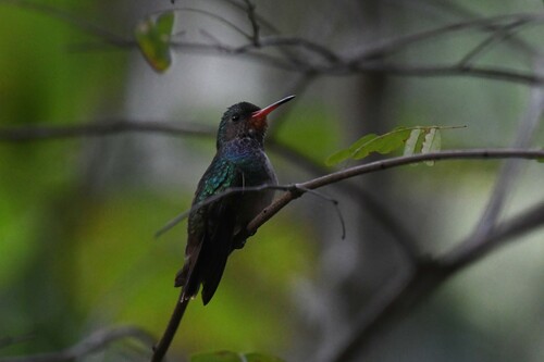 Rufous-throated Sapphire (Hylocharis sapphirina), photo 6