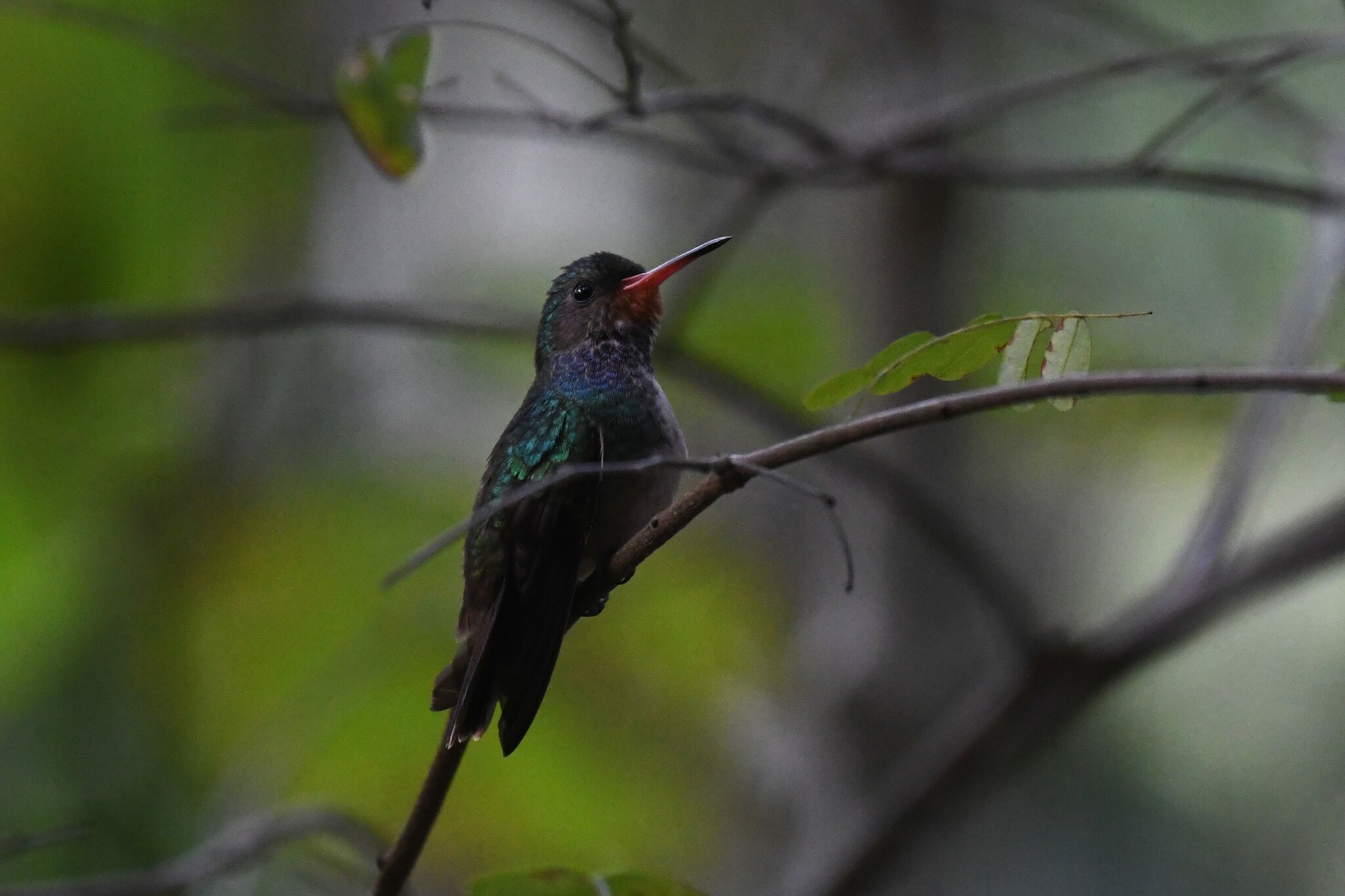 Rufous-throated Sapphire (Hylocharis sapphirina), photo 7