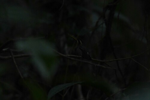 Minute Hermit (Phaethornis idaliae), photo 6