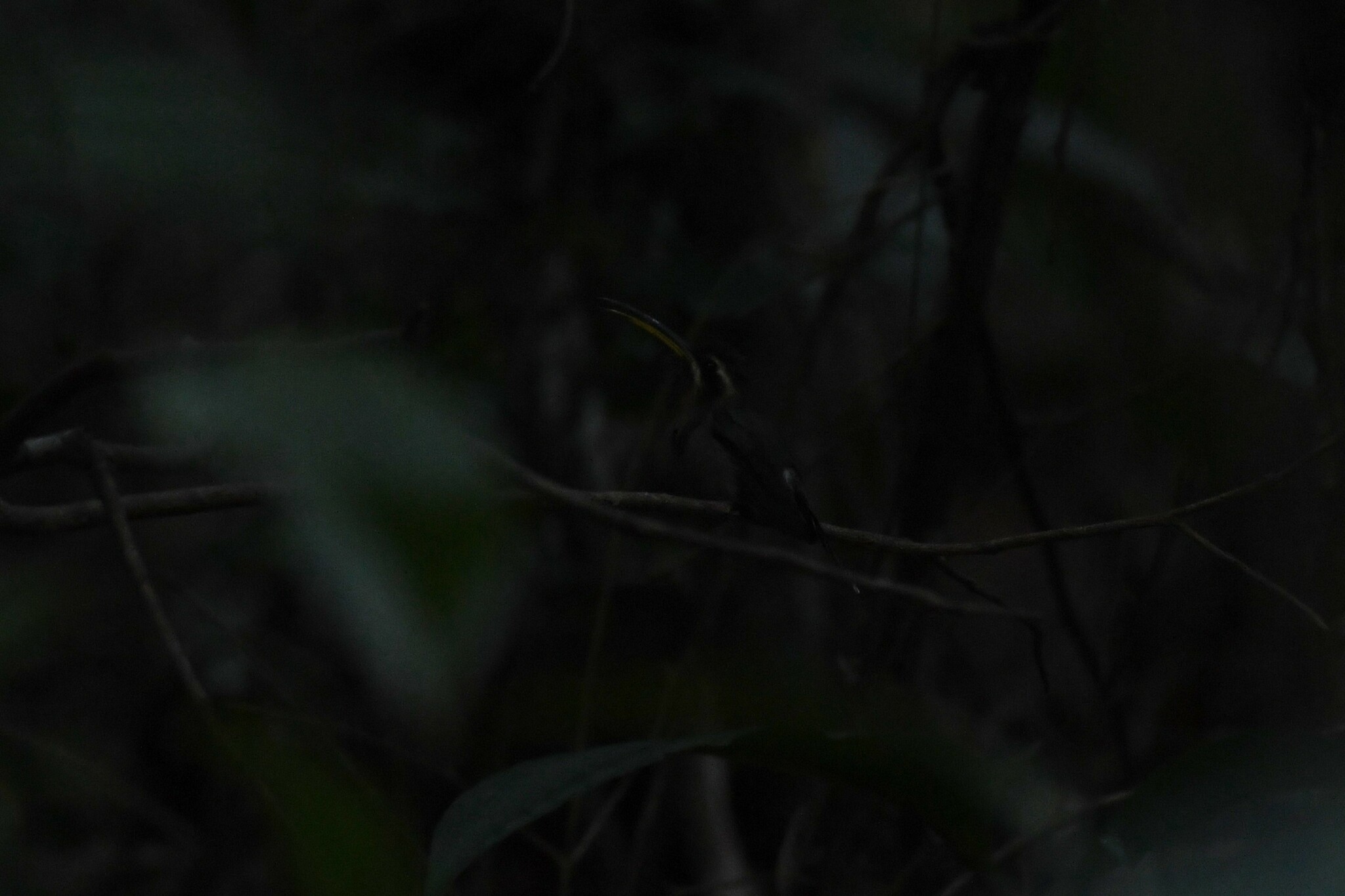 Minute Hermit (Phaethornis idaliae), photo 9