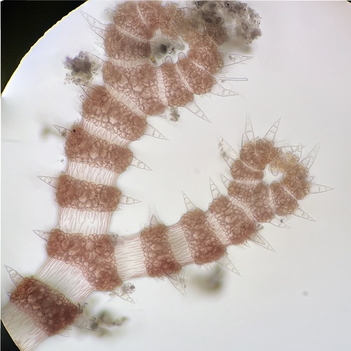 Ceramothamnion dumosertum