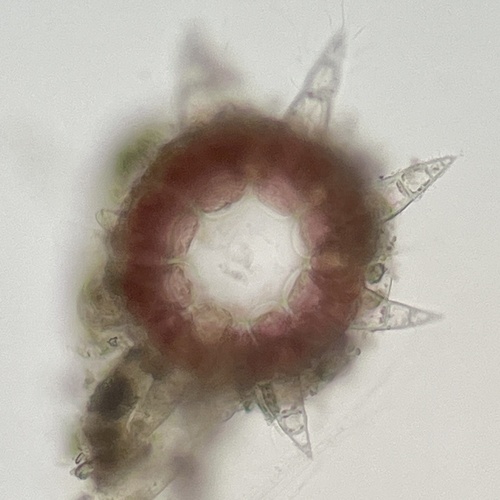 Ceramothamnion dumosertum