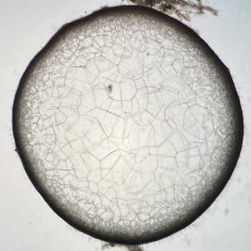 Image of Gracilaria salicornia by (c) Thomas Irvine, some rights reserved (CC BY)