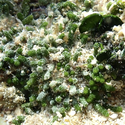 Caulerpa webbiana observed 2024-11-02