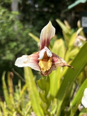 Maxillaria fletcheriana, photograph (c) Divya Mudappa, some rights reserved (CC BY-SA)
