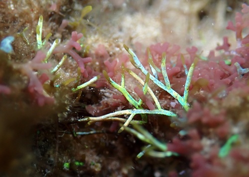 Coelothrix irregularis observed 2024-11-02