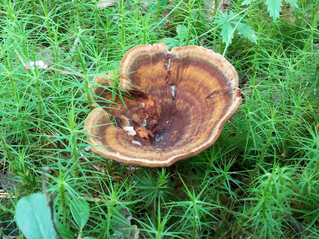 Brown Funnel Polypore