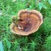 Brown Funnel Polypore - Photo (c) Eduard Garin, some rights reserved (CC BY-NC)