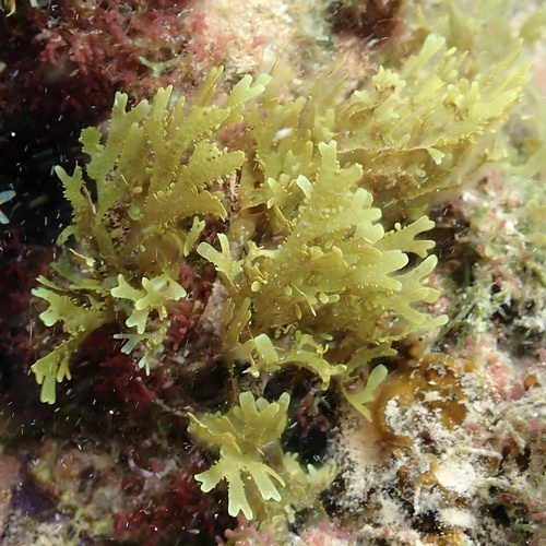 Dictyota observed 2024-11-02