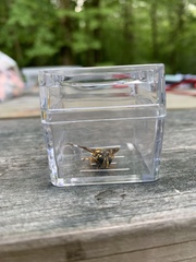 Temnostoma alternans