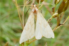 Gandaritis pyraliata