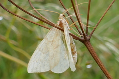 Gandaritis pyraliata