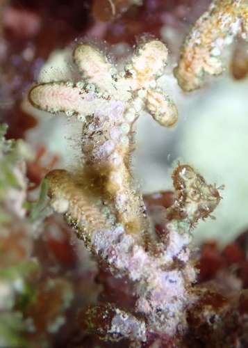 Palisada parvipapillata
