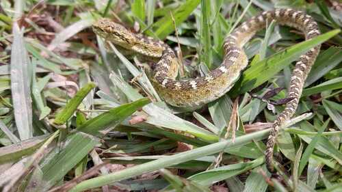Highland Eyelash-Pitviper