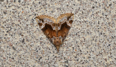 Hypena abalienalis