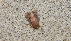 Adelphagrotis stellaris