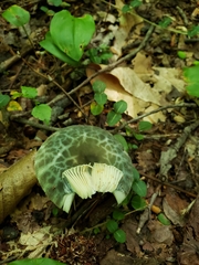 Russula parvovirescens