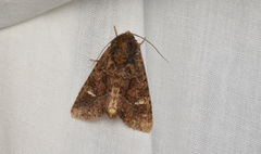 Apamea amputatrix