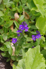 Veronica cusickii
