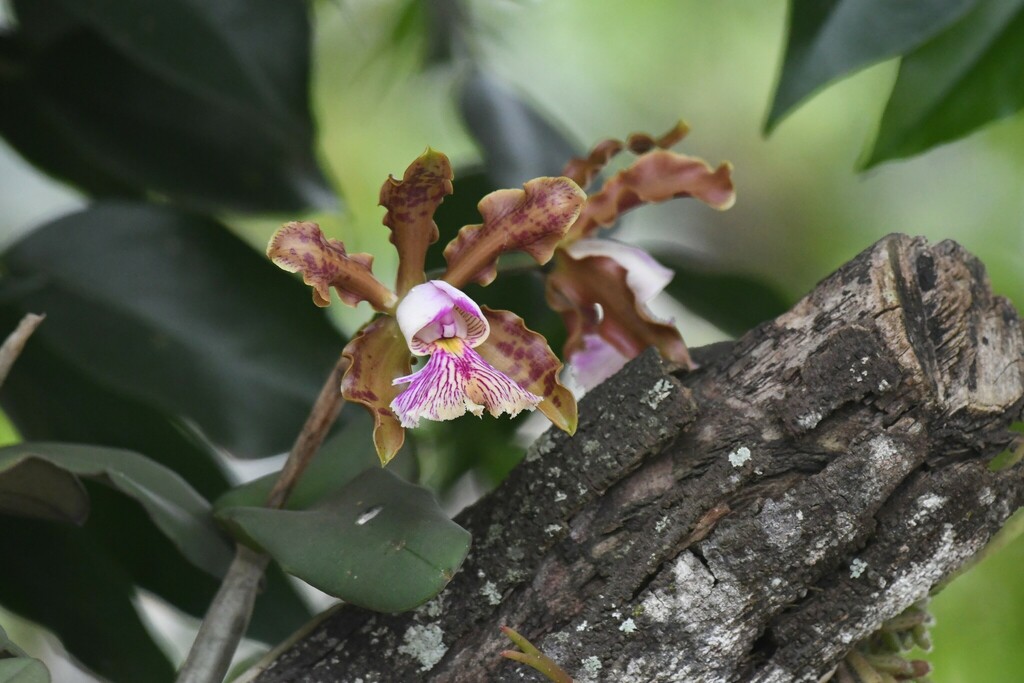 Cattleya schilleriana