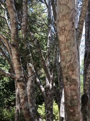 Pinus bungeana