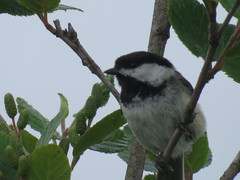 Poecile atricapillus image