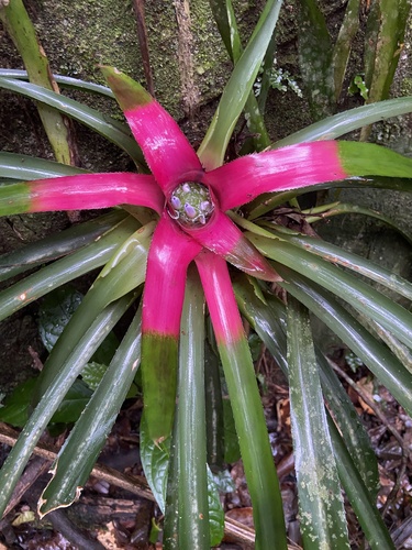 Neoregelia carolinae